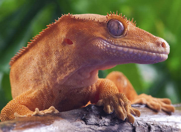 Crested Gecko Food