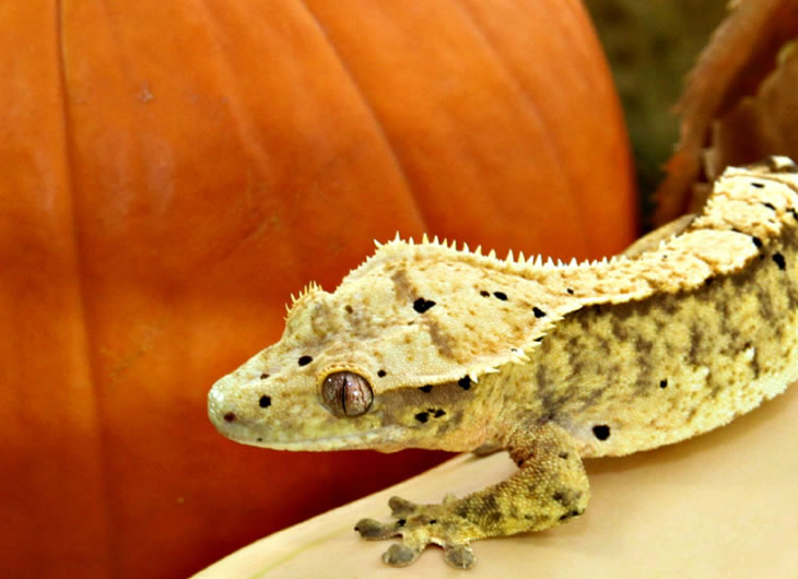 Crested Gecko Substrates