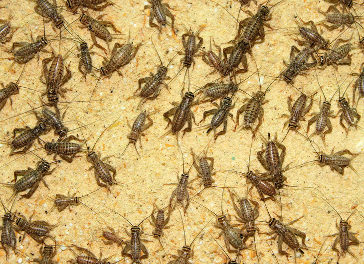 Silent Brown Crickets