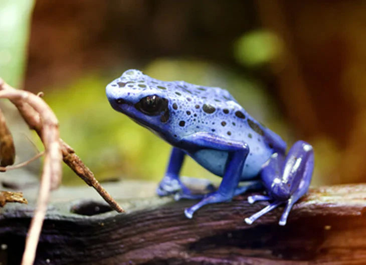 Amphibian Setups