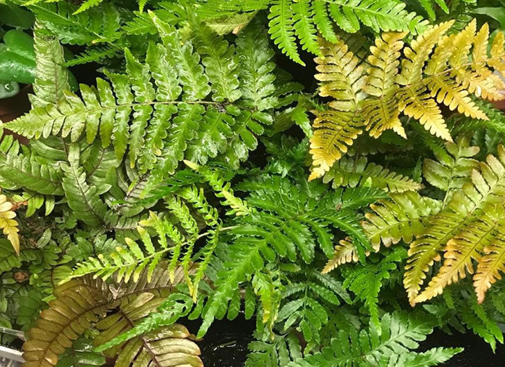 Ferns
