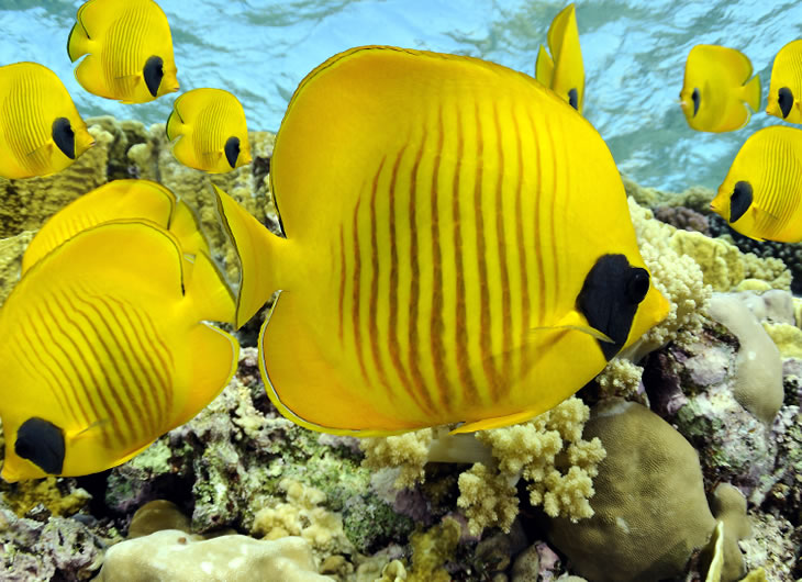 Fish Food