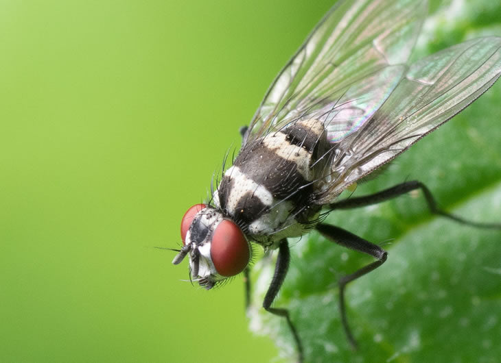 Flies