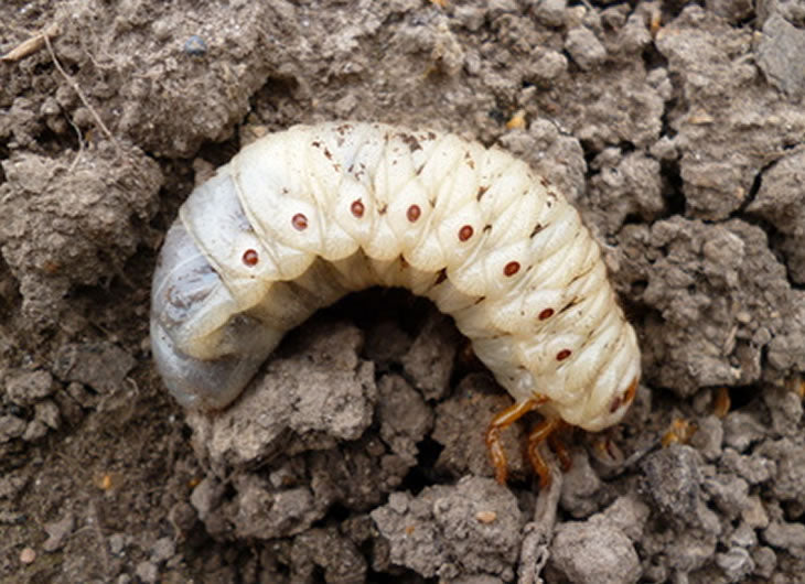 Grubs