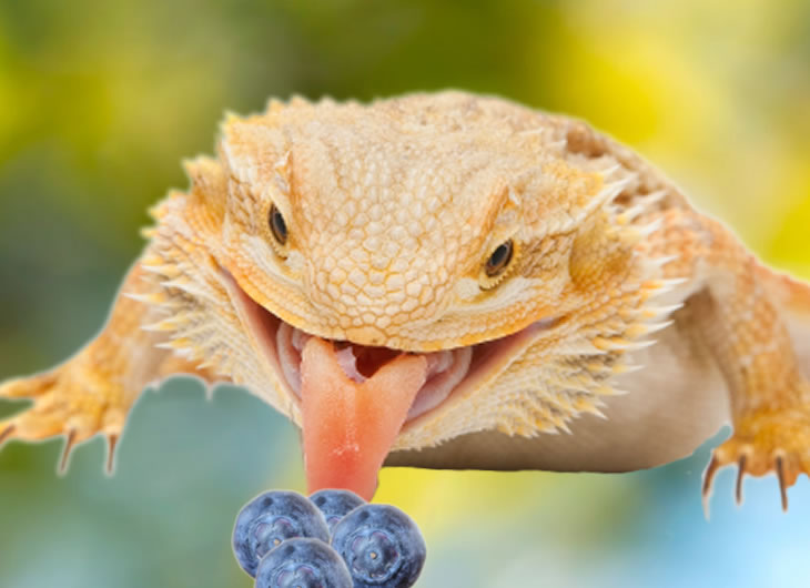 Fruit Foods