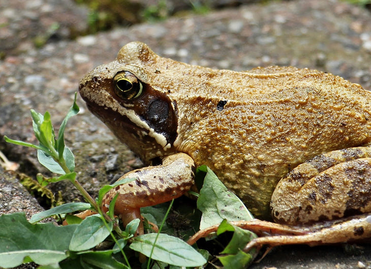 Garden Wildlife Food