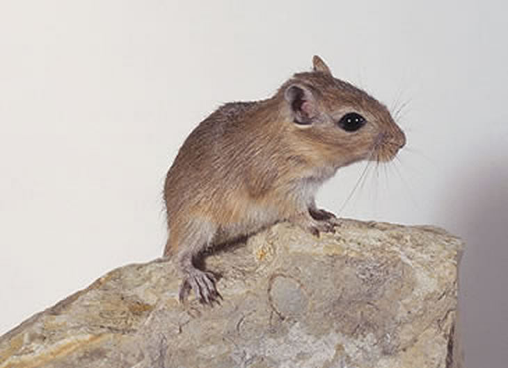 Frozen Gerbils