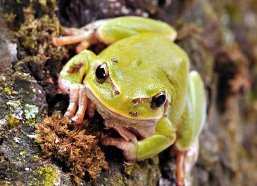 Amphibian Food
