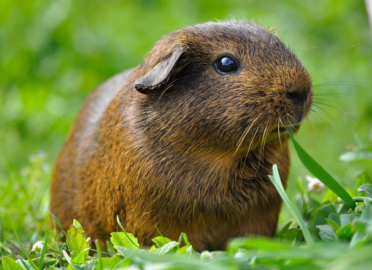 Frozen Guinea Pigs