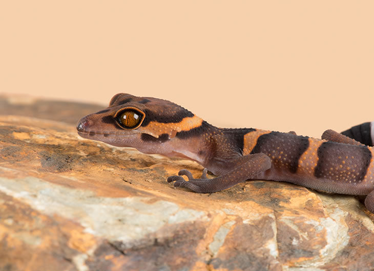 Reptile Hides