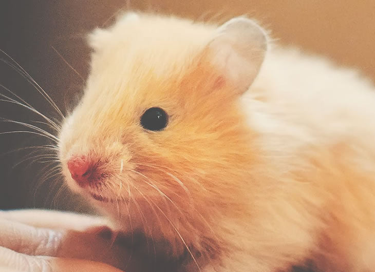 Frozen Hamsters