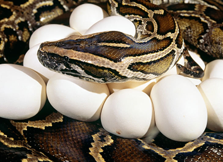 Reptile Egg Incubators