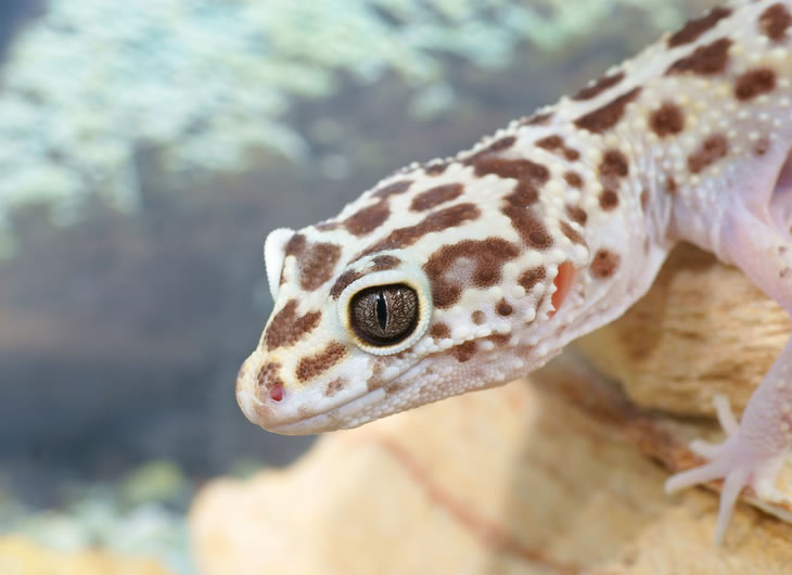 Leopard Gecko Vivariums