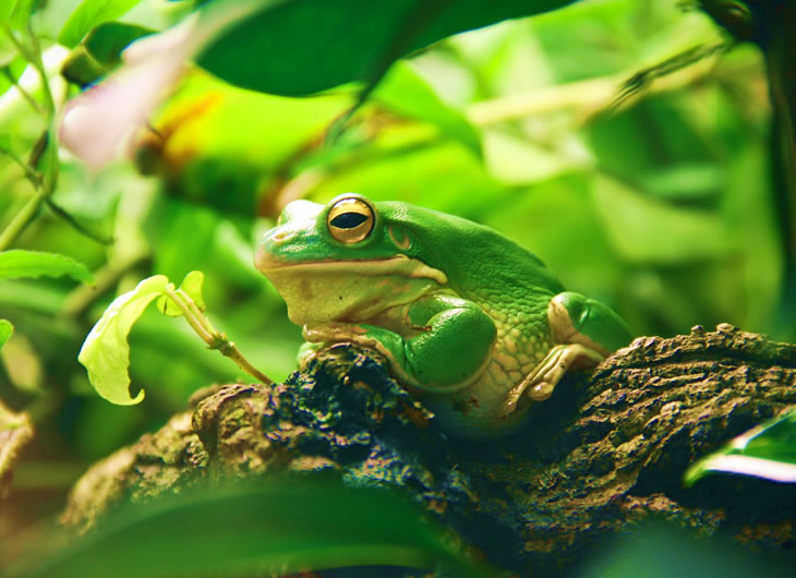live reptile plants
