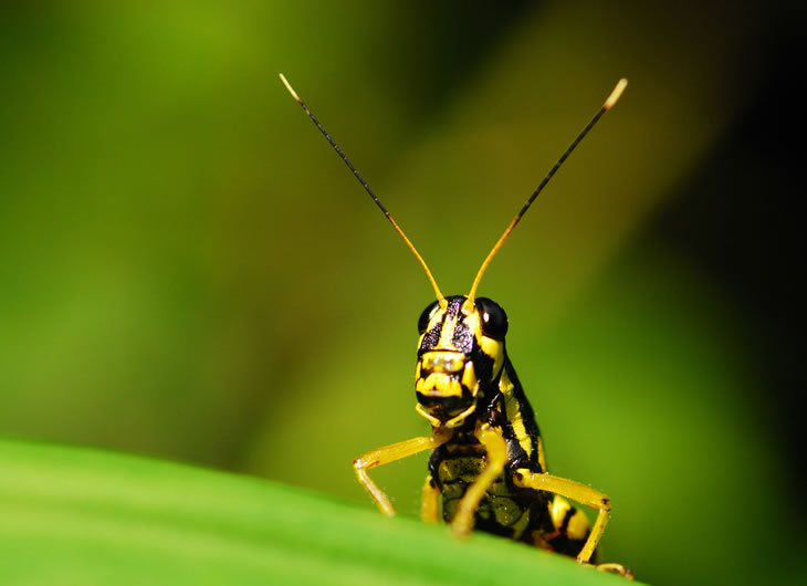 Insect Foods