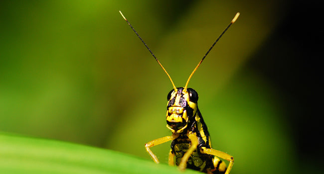 live locusts bulk range