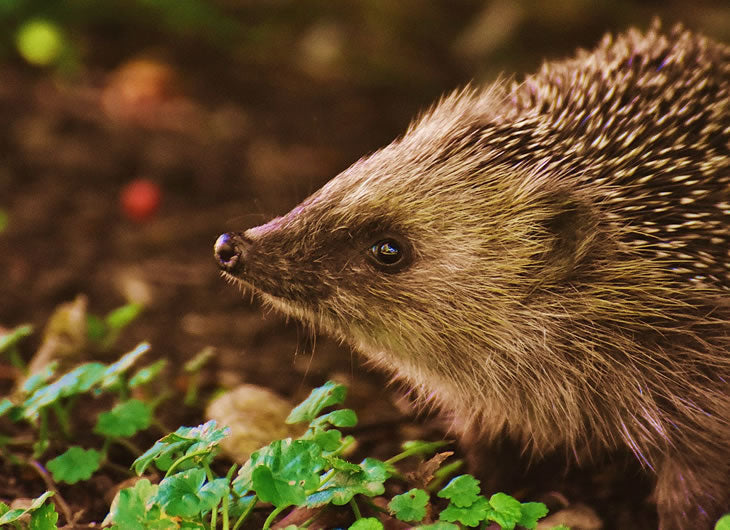 Mammal Food