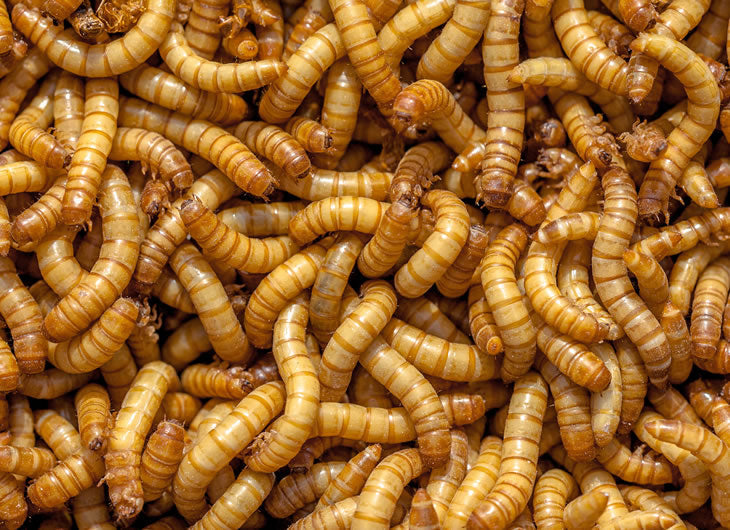 Mealworms