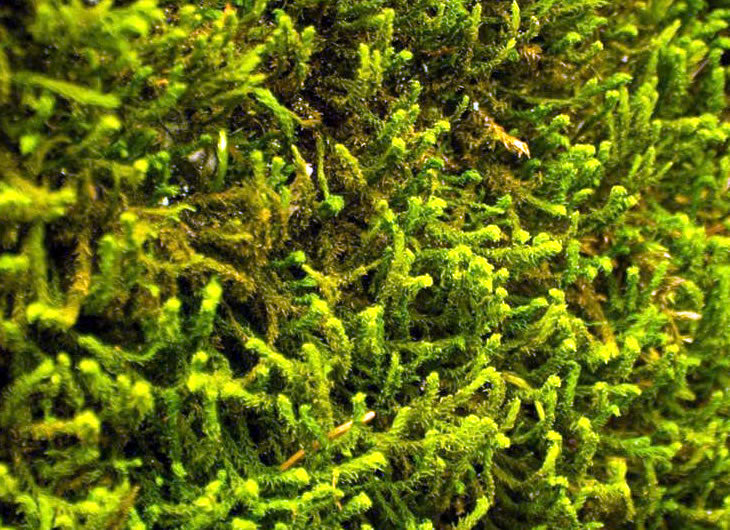 Moss