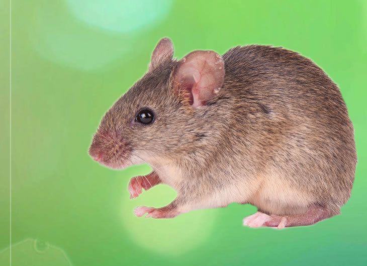 Frozen Multimammate Mice
