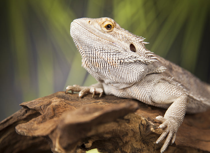 Natural Hides