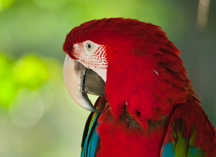 Exotic Bird Food