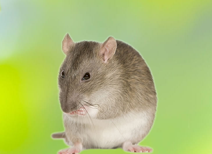 Frozen rats