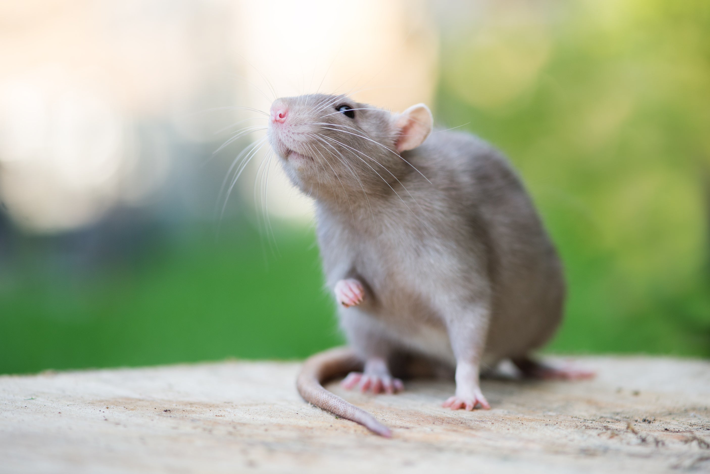 Frozen rats