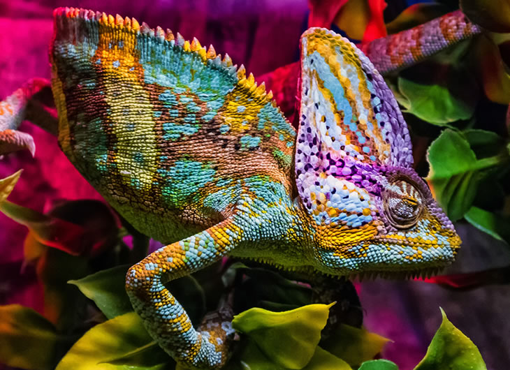 Housing and Vivarium