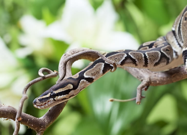 royal python - the world of fish and pets Images High... Buy Royal Python Vivariums Online | Northampton Reptile Centre
