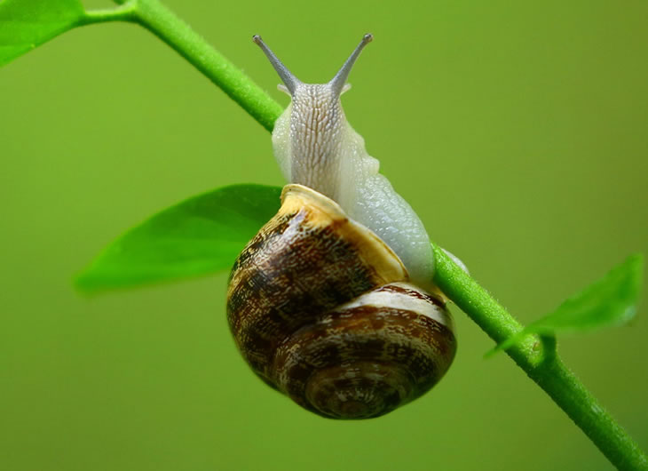 Snails