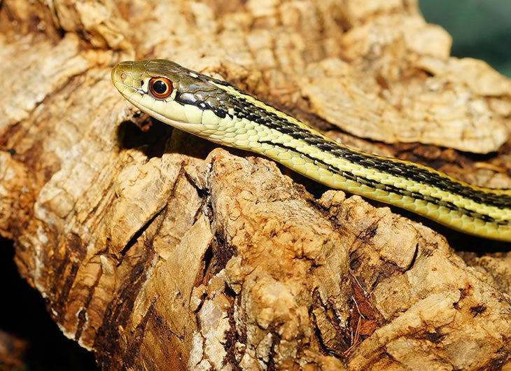 Snake Substrates