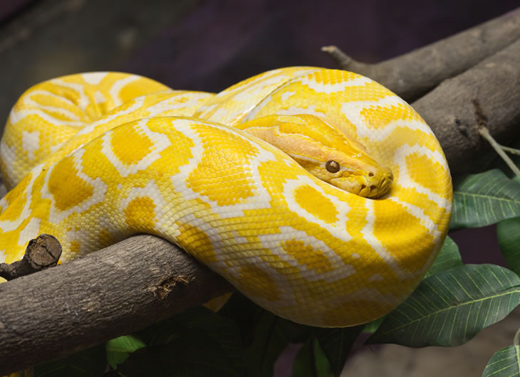 Snake Food