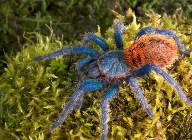 Spider Tanks