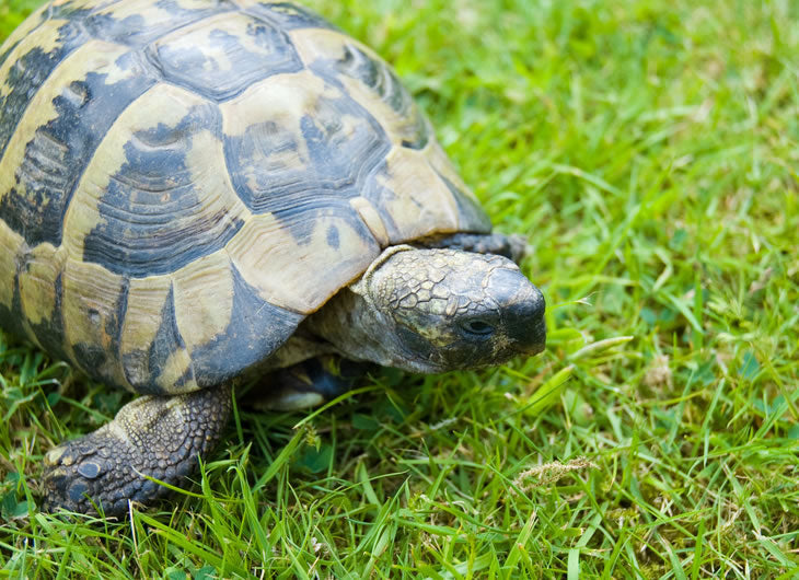 Tortoise Substrates
