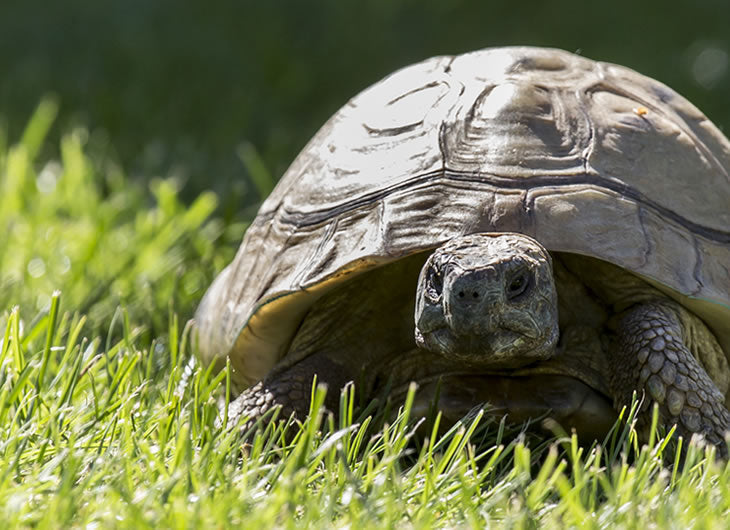 Tortoise Vivariums