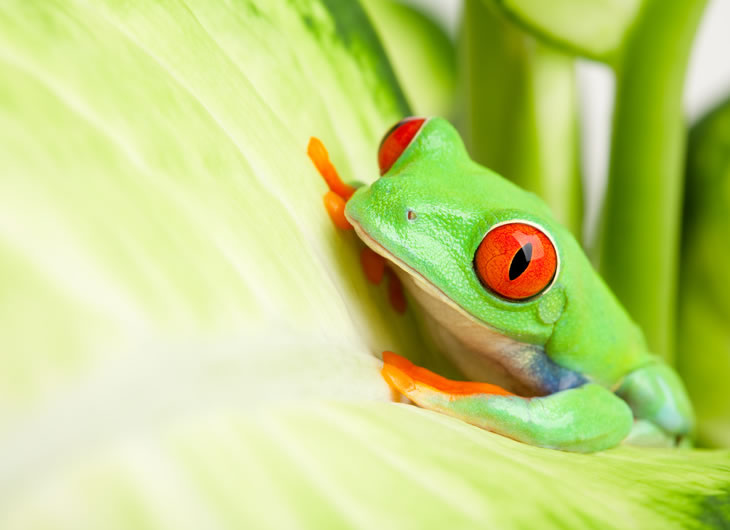 tree frog enclosures