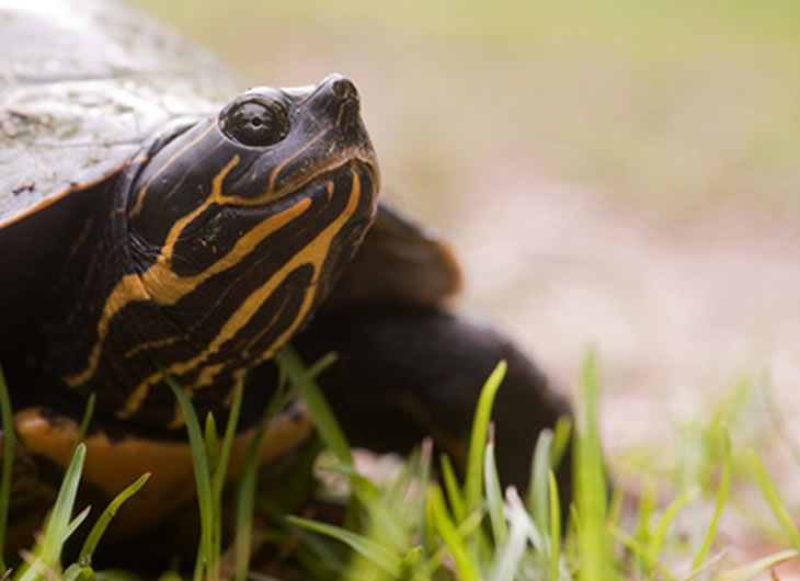 Turtle Food