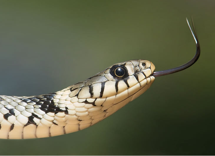 Tweezers and Forceps
