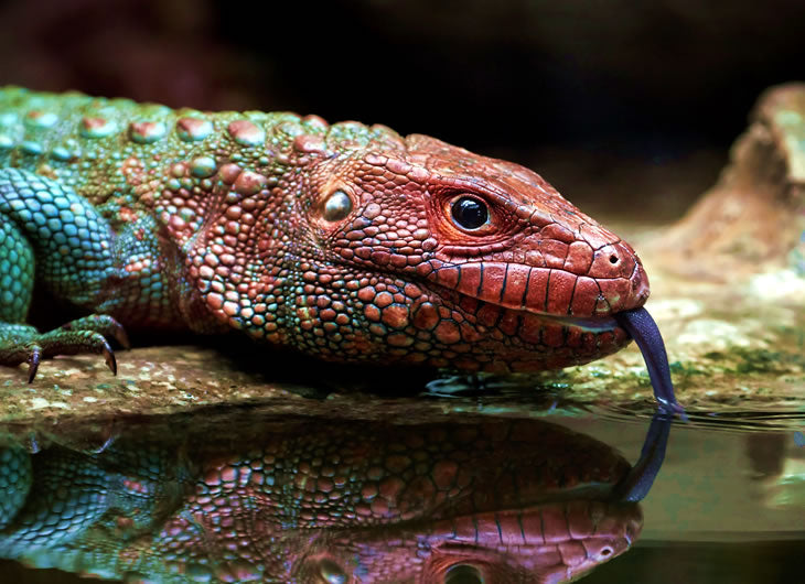 Food Dishes and Water Bowls