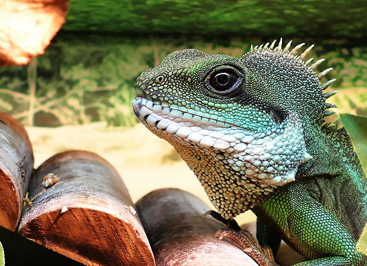 Water Dragon Vivariums