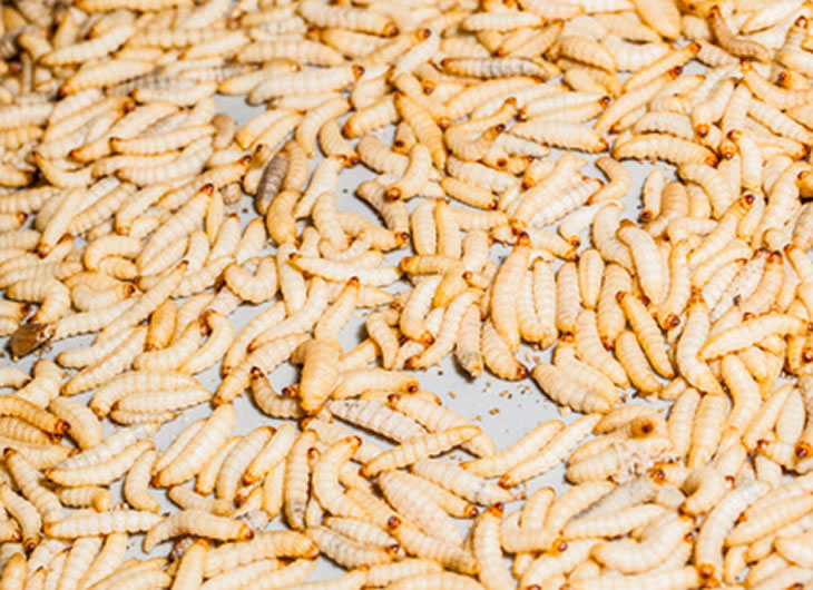 Waxworms from Reptile Centre: Live, Fresh & Nutritious