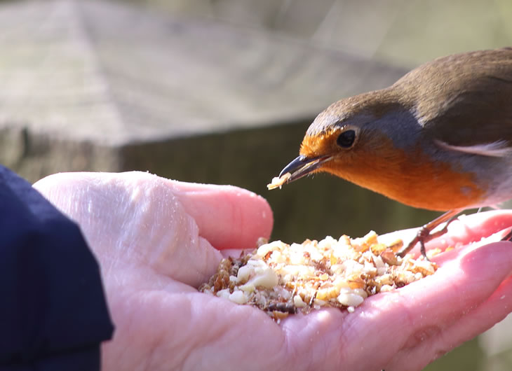 Wild Bird Food