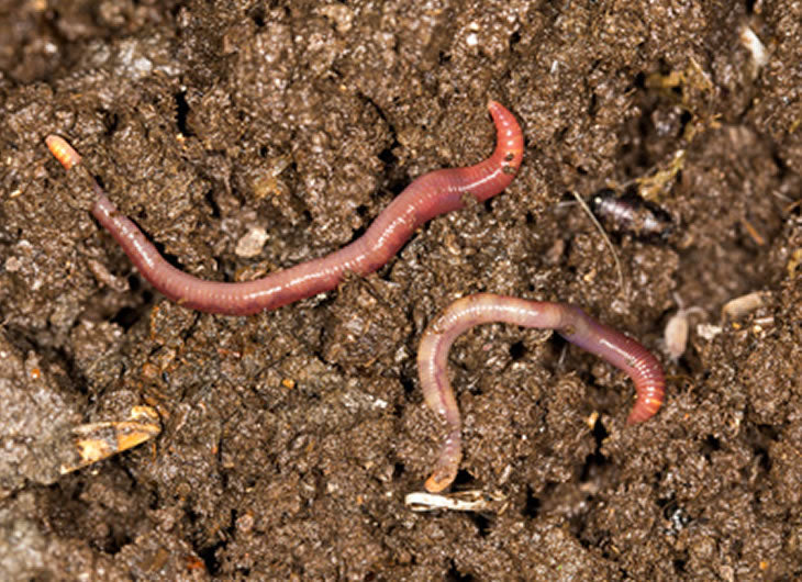 Worms