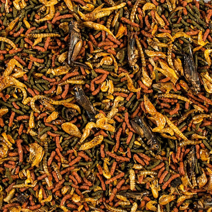 Tropical Soft Line Carnivore Mix