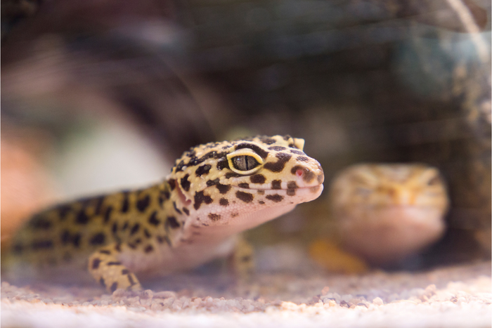 Leopard Gecko Setup