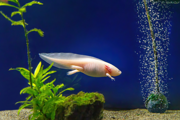 Axolotl Decor