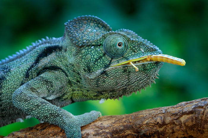 Panther Chameleon Food
