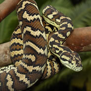 Info Carpet Python Care Sheet – Reptile Centre
