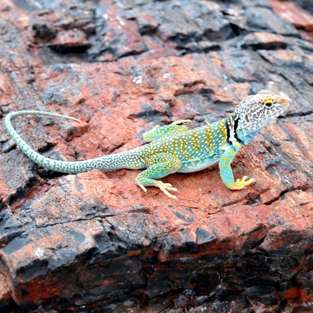 A colourful male collared lizard basking on a red and black rock